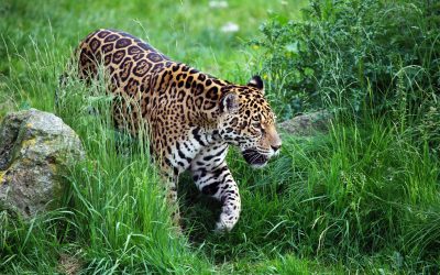New project in French Guyana on Coexistence Man – big cats – April 2018
